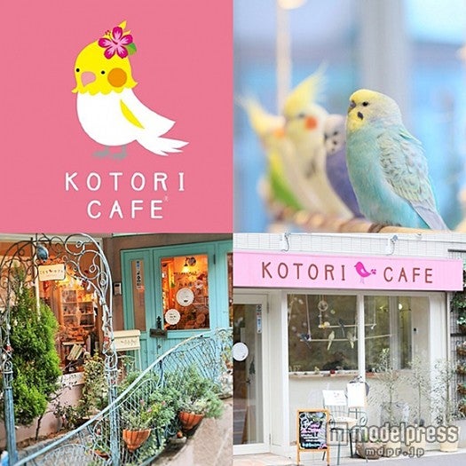 「ことりカフェ」イメージ／画像提供：ことりカフェ