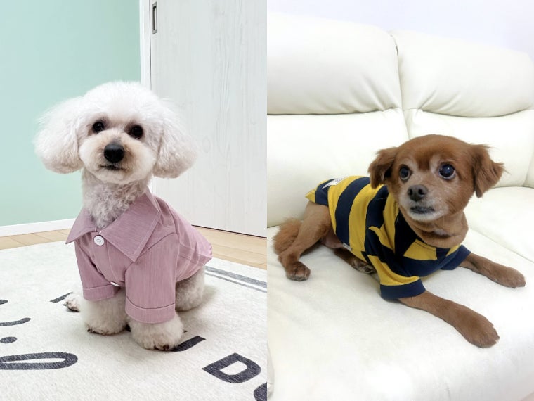 「レプシィム」 需要拡大を見越し、犬用の服・雑貨を強化