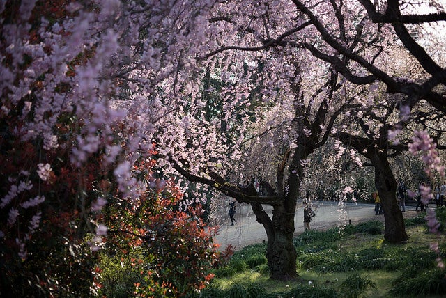 新宿御苑 by 8ware