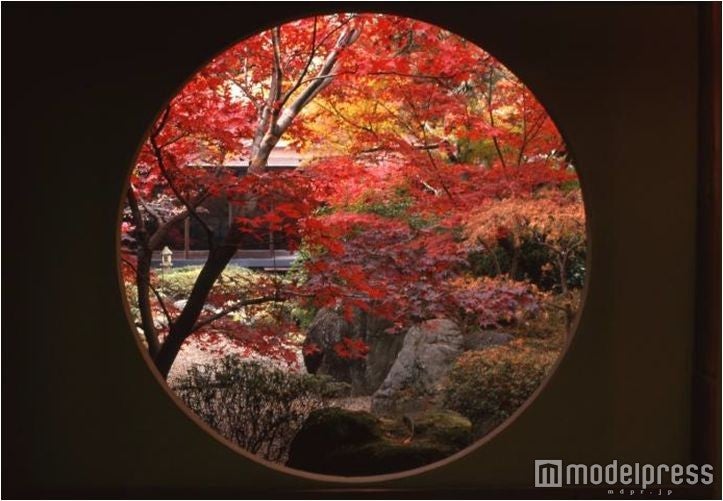 秋の行楽シーズン間近！日帰りで行ける千葉の紅葉名所3選／画像提供：松戸市役所