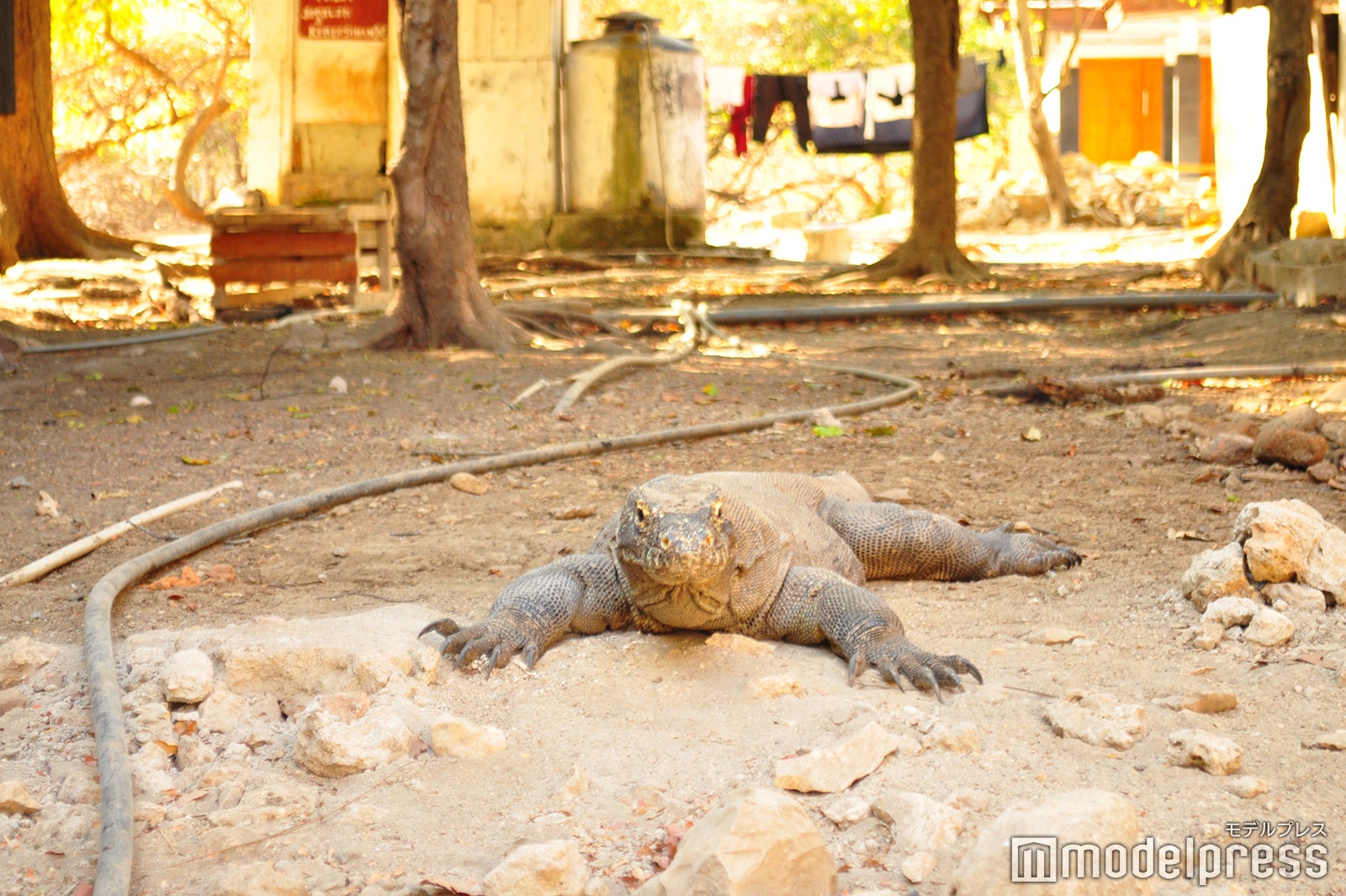 コモド国立公園に生息するコモドドラゴン（C）モデルプレス