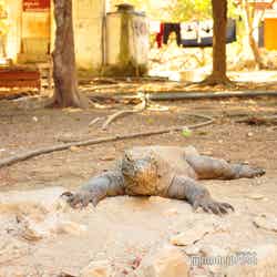 コモド国立公園に生息するコモドドラゴン(C)モデルプレス