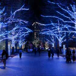 横浜最大級イルミ「ヨコハマミライト2025」街一帯を彩るサスティナブルな光と多彩な連動イベント