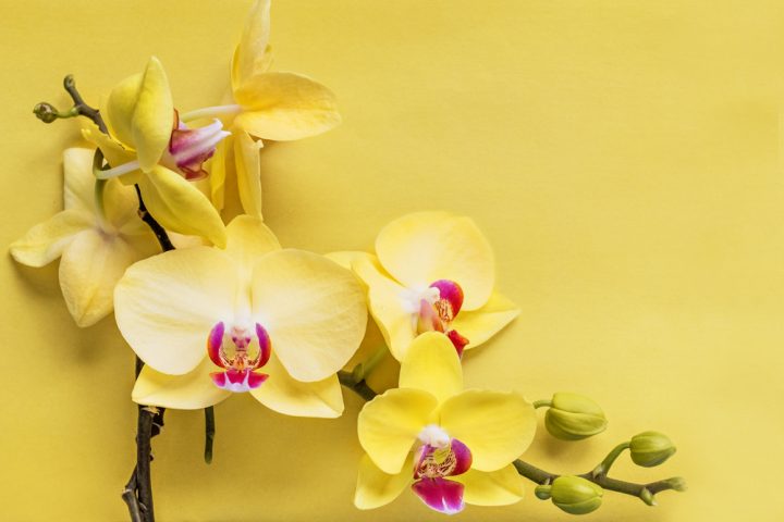 画像19 19 黄色い花には素敵な花言葉がたくさん ポジティブな意味をもつ植物まとめました モデルプレス