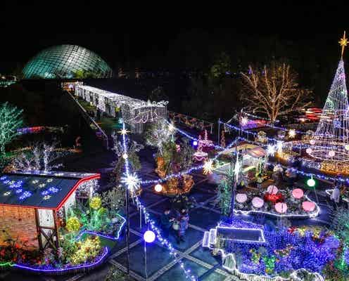 140万球イルミ輝く花と光のファンタジー空間 日本最大級フラワーパークの冬演出が美しい