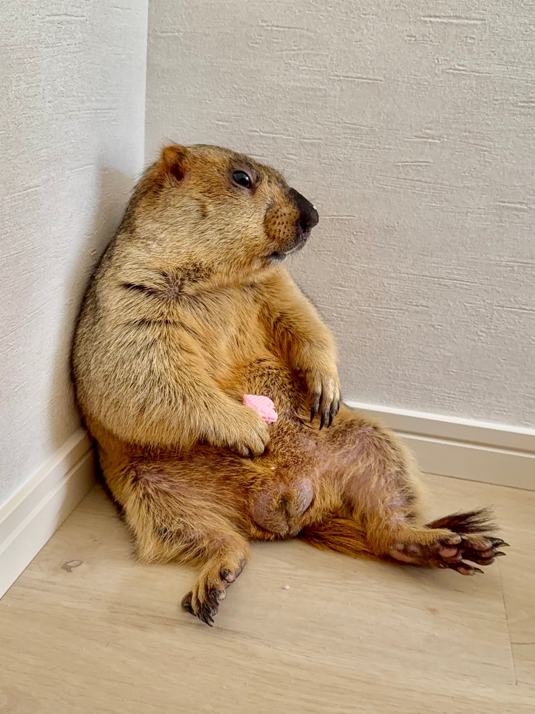 マーモット村／提供画像