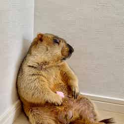 マーモット村/提供画像