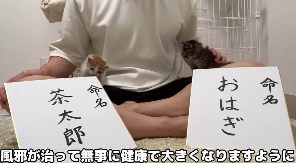 【保護猫】もちまるとはなまるが子猫の名付け親に？名前は？現在の様子も！