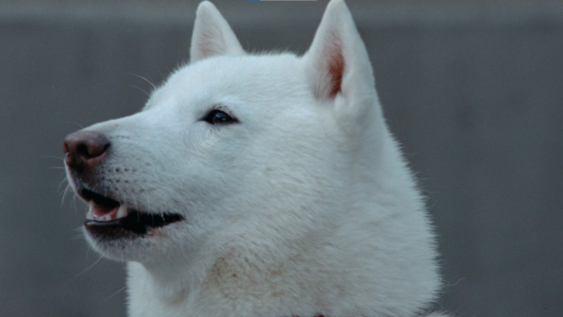 「おおきなかぶ」篇（提供写真）