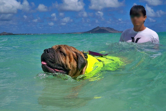 petco_16a.jpg