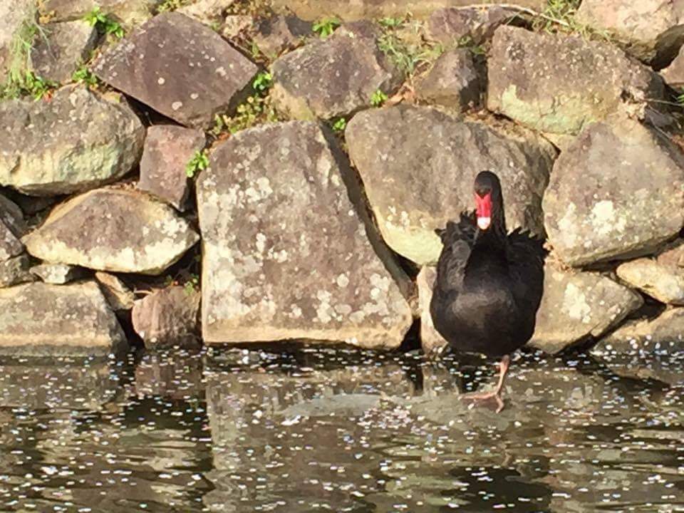 彦根城のお堀／写真提供：和田一繁