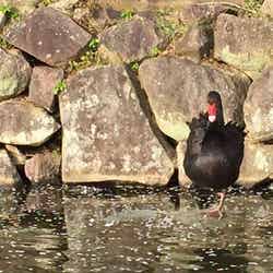 彦根城のお堀/写真提供:和田一繁
