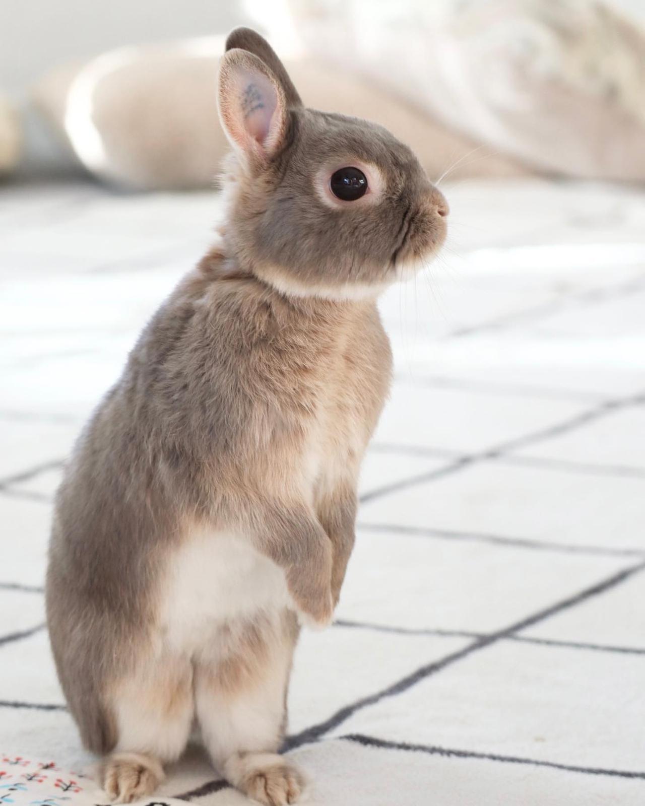 母性、溢れ出ちゃう…！愛おしすぎる【もふもふウサギ】特集！ - モデル