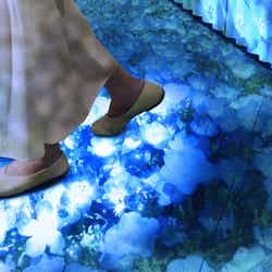 いつでもネモフィラブルーミング/提供画像