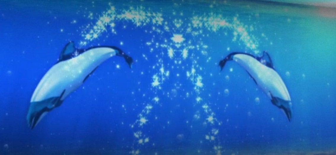 イロワケイルカの海／画像提供：仙台うみの杜水族館