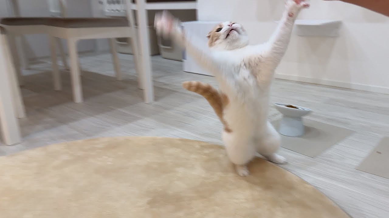 遊んでもらえて大興奮する猫の姿が可愛すぎる!