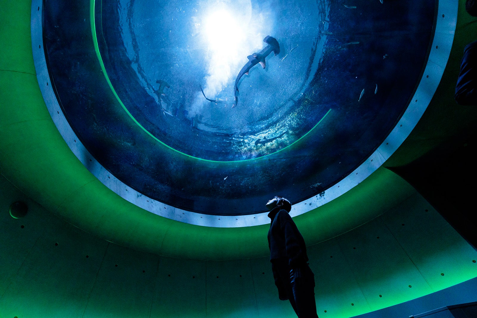 神無月の景（C）四国水族館