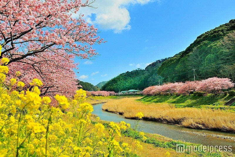 伊豆に桜満開の春が到来♡おすすめドライブコースは？／画像提供：南伊豆観光協会
