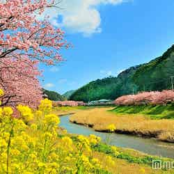 伊豆に桜満開の春が到来♡おすすめドライブコースは?/画像提供:南伊豆観光協会
