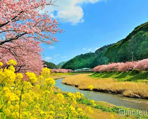 伊豆に桜満開の春が到来♡おすすめドライブコースは?
