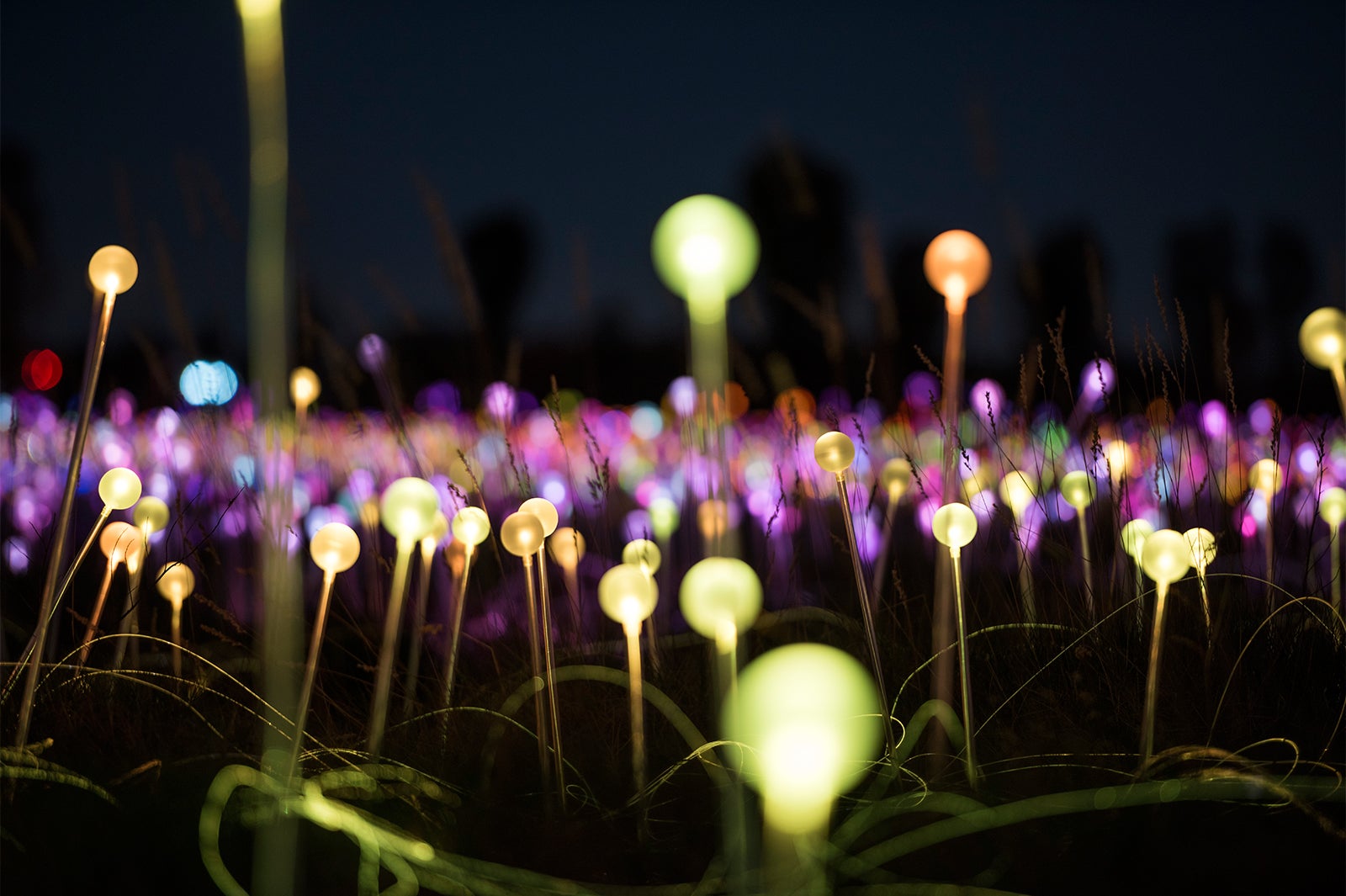 フィールド・オブ・ライト／画像提供：ノーザンテリトリー政府観光局