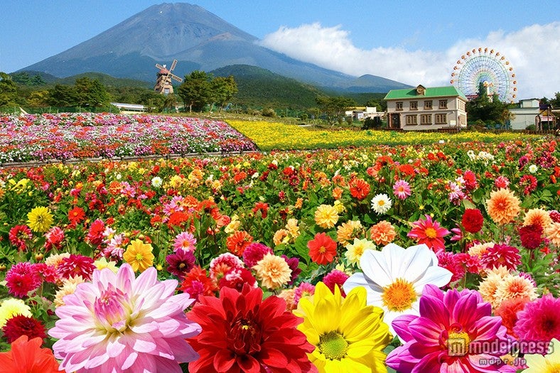 エリア最大級のダリアの絨毯が富士山を彩る（イメージ）／画像提供：富士急行【モデルプレス】