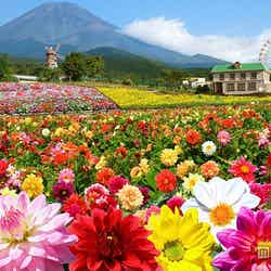 エリア最大級のダリアの絨毯が富士山を彩る(イメージ)/画像提供:富士急行【モデルプレス】