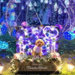 イルミネーション/提供画像