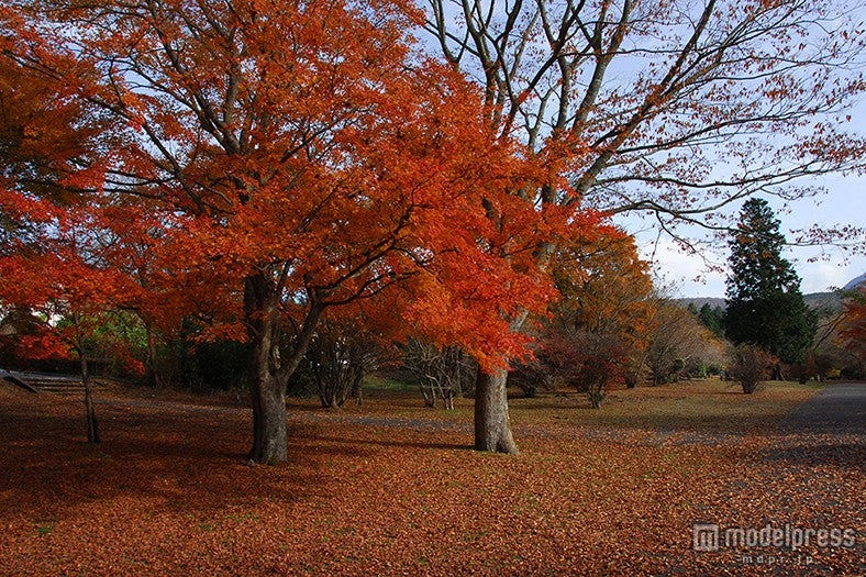 「箱根レイクホテル」周辺（見頃：11月上旬）