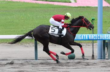【新馬戦】リーチツモドライチ 余裕の逃げ切り初陣V 戸崎圭が高評価「返し馬から良かった。ゆったりしたいい走りでした」