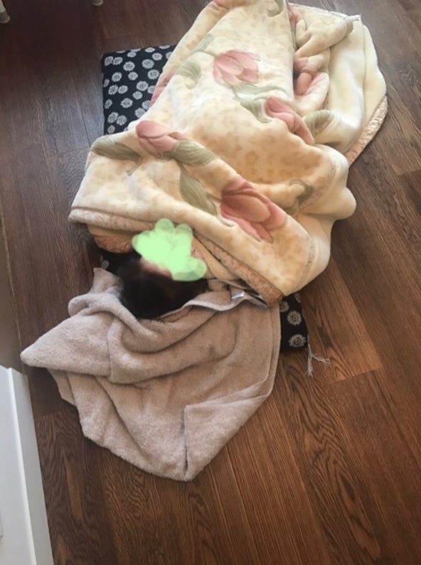 麻央さんのそばで寝る麗禾ちゃん／市川海老蔵オフィシャルブログ（Ameba）より