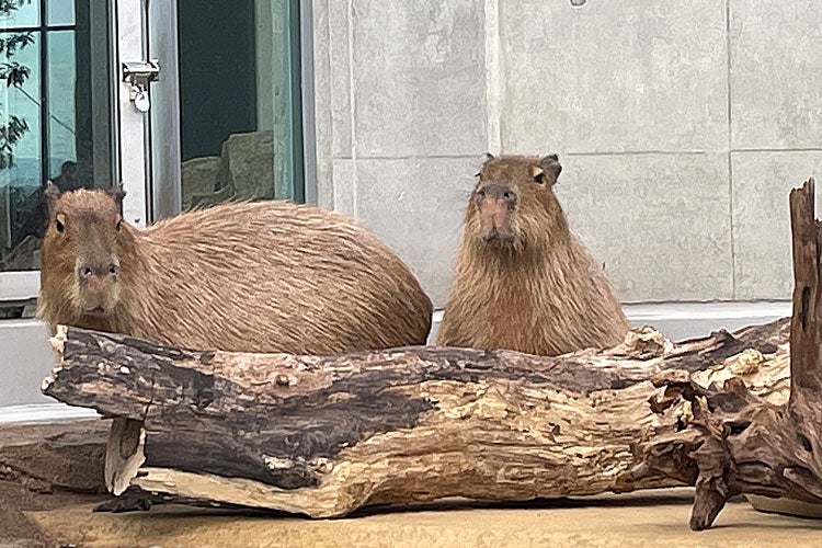 アトア／画像提供：アクアメント