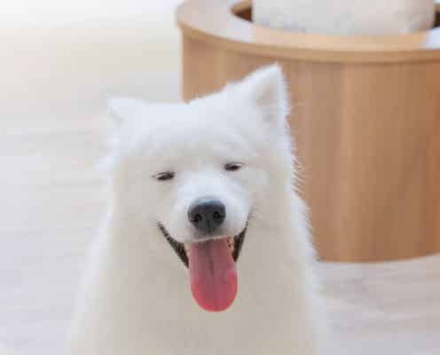 本当は秘密にしたい!駅近でゆったり広々。デートや女子会にも使えるおしゃれ「サモエドカフェ」