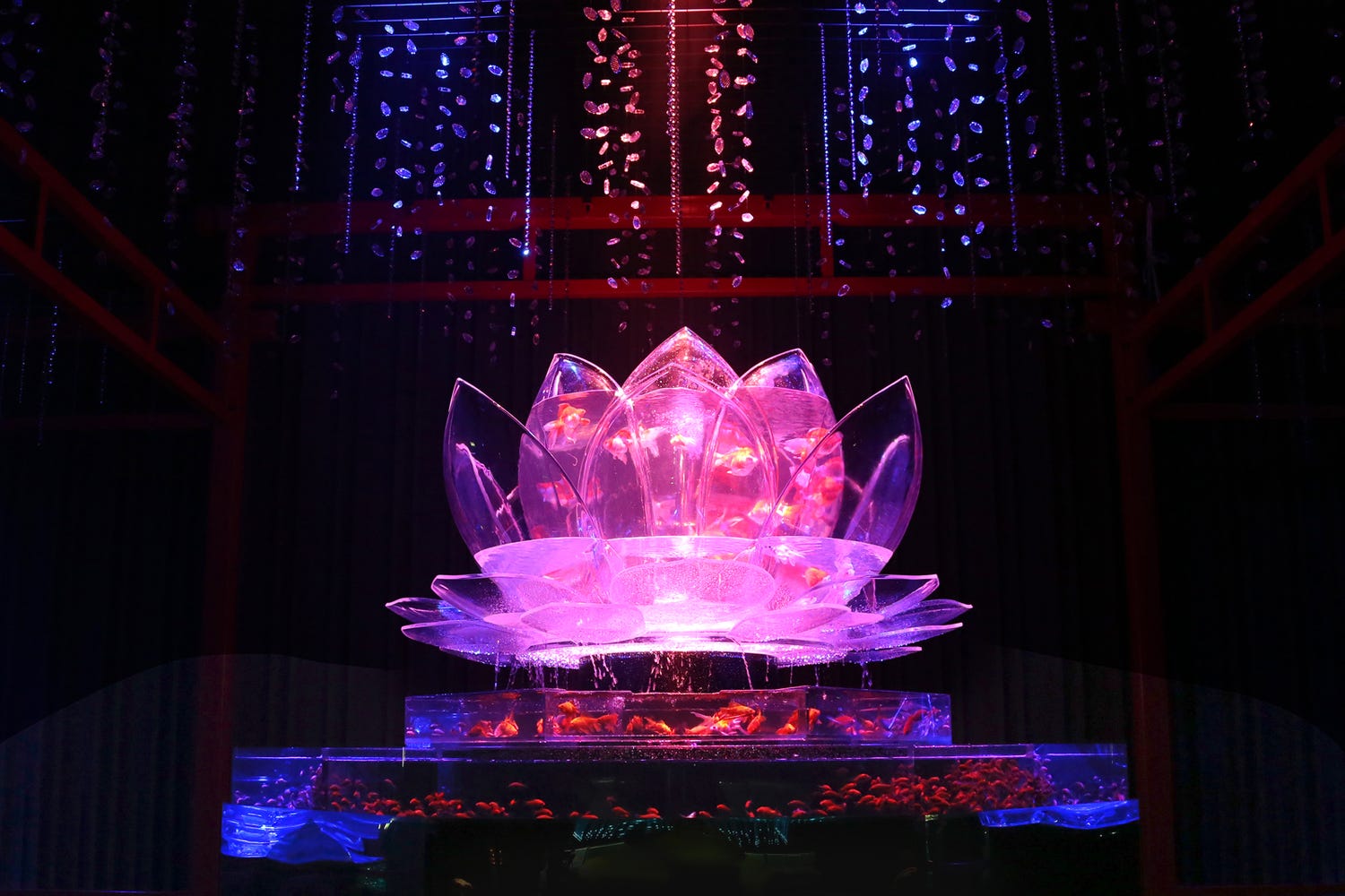 「アートアクアリウム2019」過去最大規模で開催 鮮やかな金魚舞う