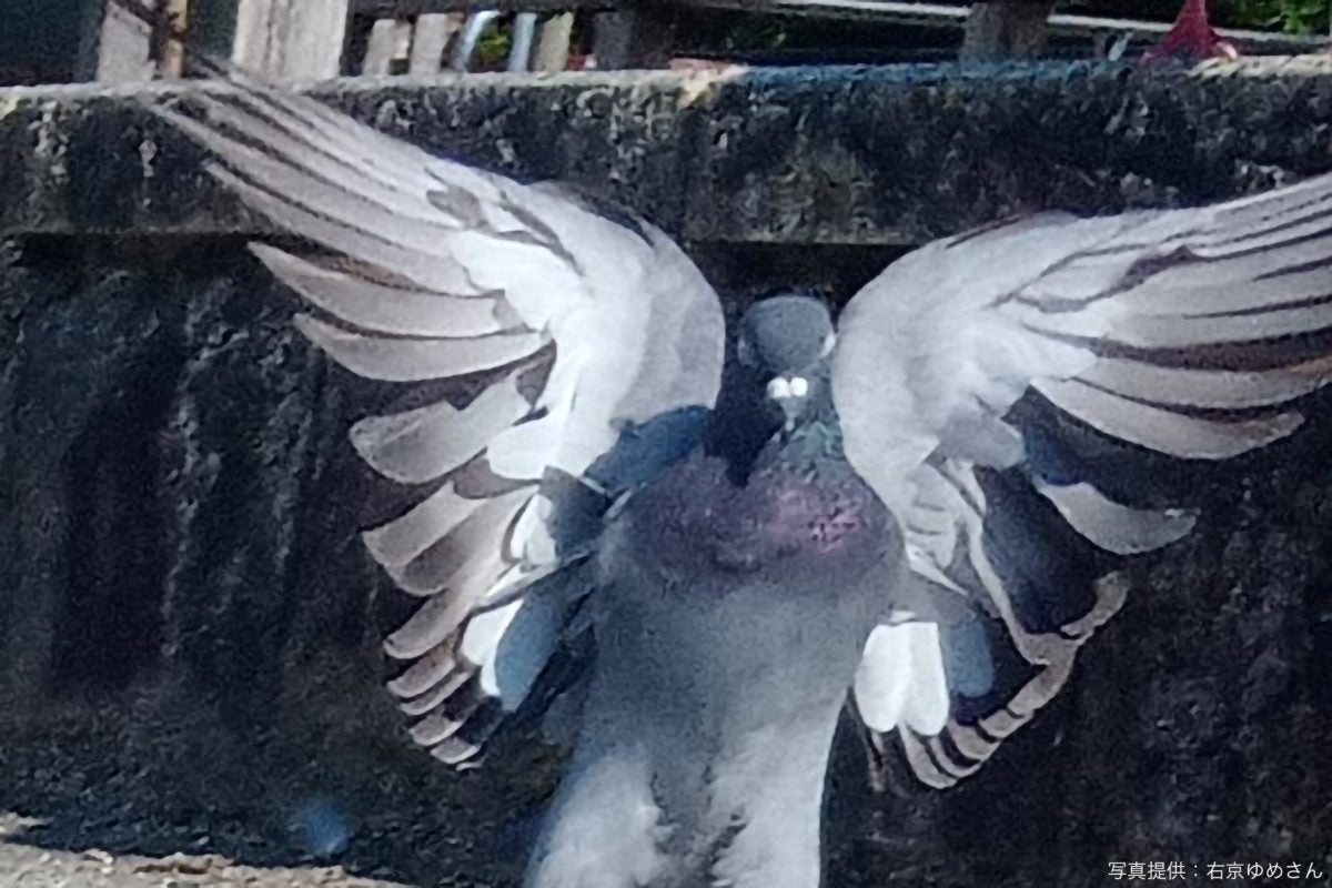 仁王立ちする姿が凛々しすぎる鳩 アニメや映画のキャラを連想する人が続出 モデルプレス 仁王立ちする姿が凛々しすぎる鳩 アニメや映画のキャラを連想する人が続出 モデルプレス