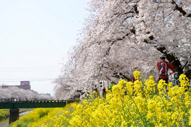 佐奈川堤周辺／20130330 Sanagawa 3 by BONGURI