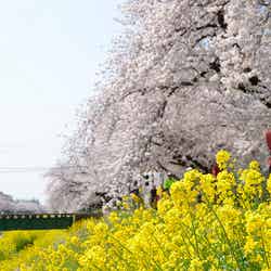 佐奈川堤周辺/20130330 Sanagawa 3 by BONGURI