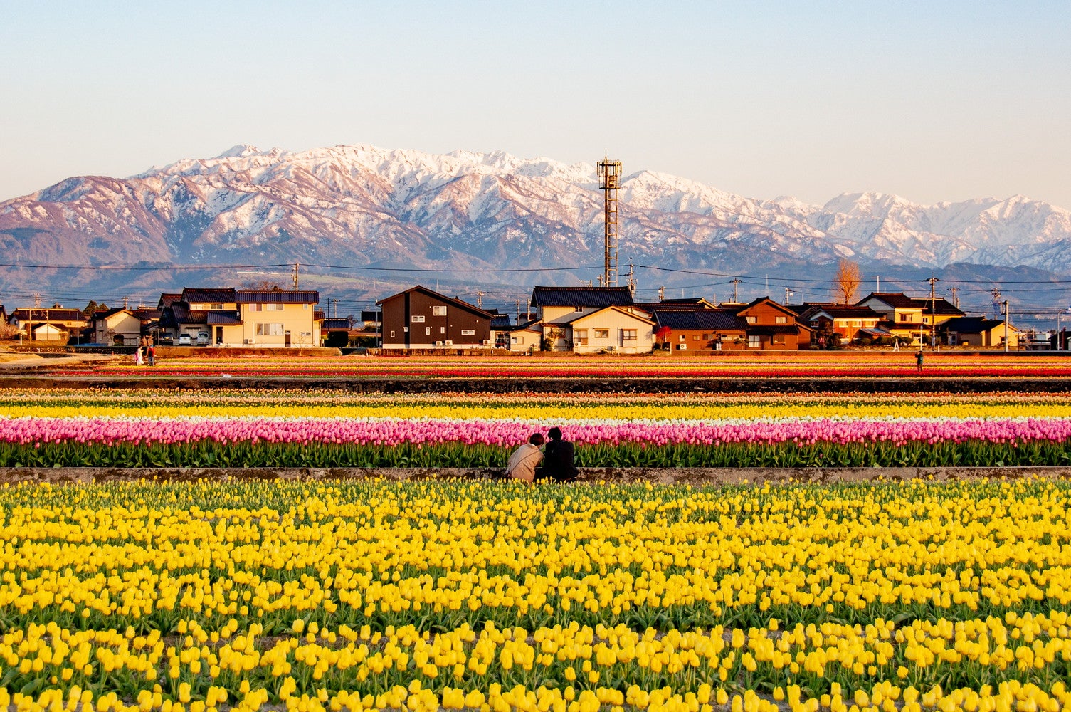 にゅうぜんフラワーロード／提供画像
