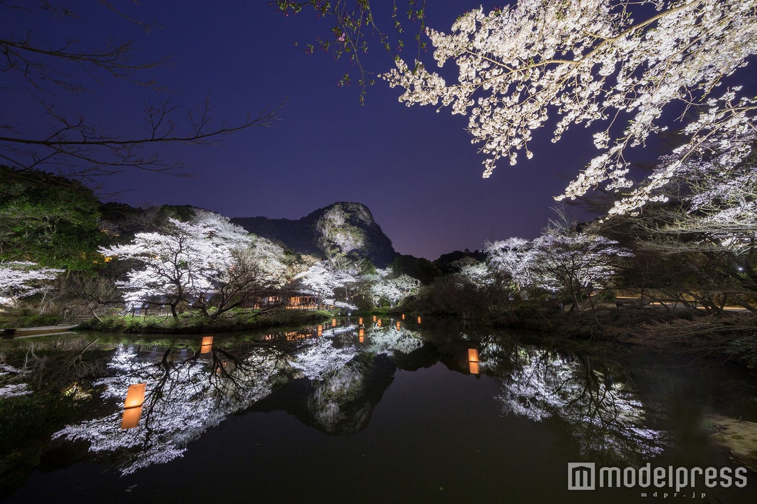 九州最大規模の桜ライトアップが見もの!季節の花の競演にうっとり