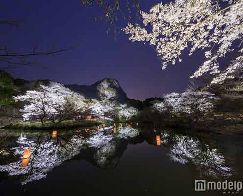 九州最大規模の桜ライトアップが見もの!季節の花の競演にうっとり