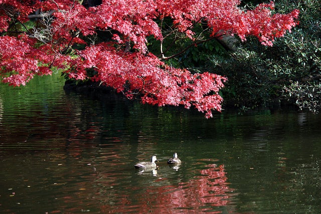 「小石川後楽園」／photo by torisan3500
