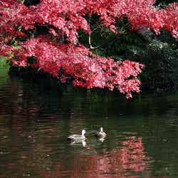 「小石川後楽園」/photo by torisan3500