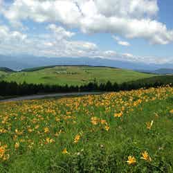 初夏からレンゲツツジやニッコウキスゲの花が咲き誇る/画像提供:(一社)諏訪観光協会