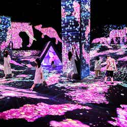 チームラボフォレスト/画像提供:チームラボ