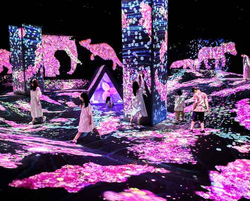 チームラボフォレスト福岡、桜が咲き渡る春だけのアート空間に