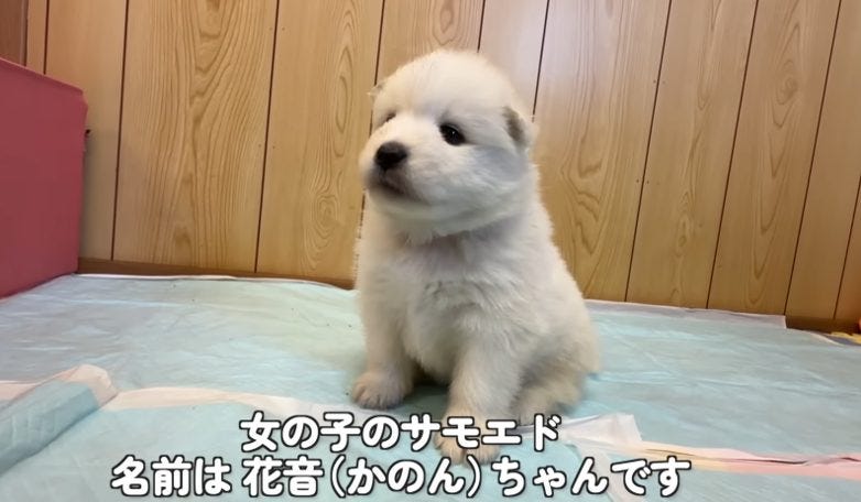 サモエドりんたろうに妹誕生！新家族かのんちゃんとの生活に期待高まる