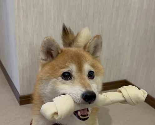 「ナンバMG5」愛犬「松」役・豆三郎、クランクアップ迎え間宮祥太朗からプレゼント SixTONES森本慎太郎とのエピソードも