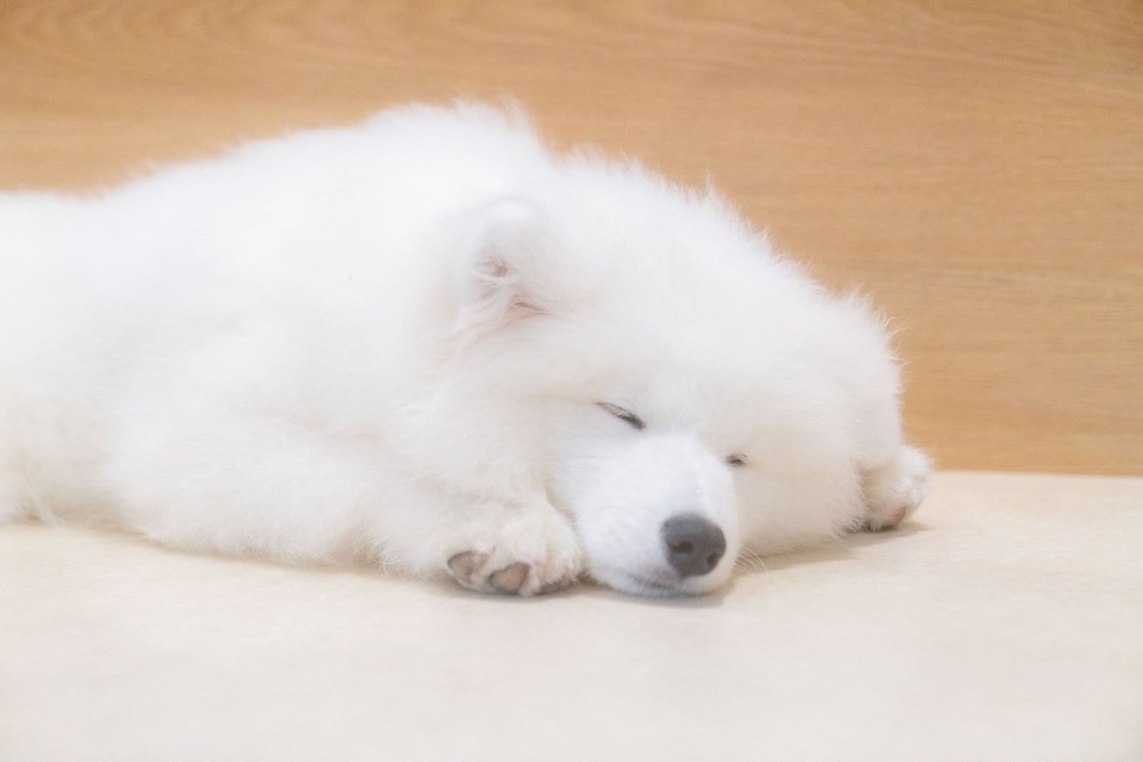 Samoyed Lounge moffu／提供画像