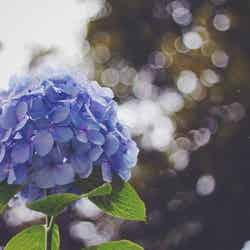 上品さが漂う青紫の紫陽花 ／photo by GIRLY DROP