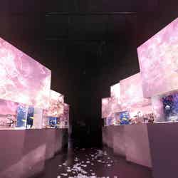 ネイキッドサクラ アクアリウム/画像提供:横浜八景島